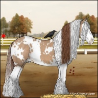 Horse Color:White Spotted Red Dun Splash 