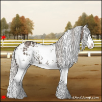 Horse Color:White Spotted Silver Black Splash 