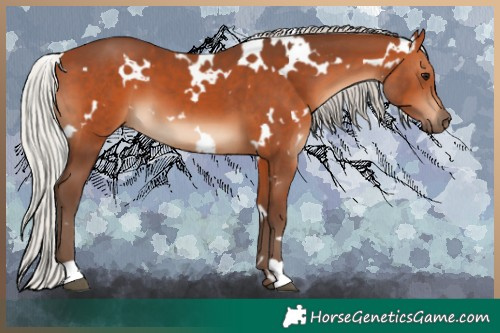 Horse Color:White Spotted Silver Bay
