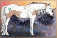 Horse Color:Silver Bay Dun Splash Tobiano 