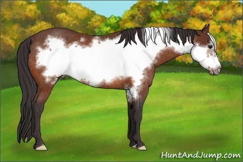 Horse Color:Buckskin Frame Rabicano 