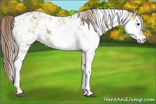 Horse Color:Chocolate Palomino Dun Sabino 