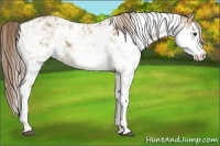 Horse Color:Chocolate Palomino Dun Sabino 