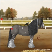 Horse Color:White Spotted Grullo