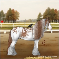 Horse Color:White Spotted Chestnut Appaloosa Rabicano