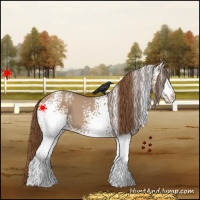 Horse Color:White Spotted Red Dun