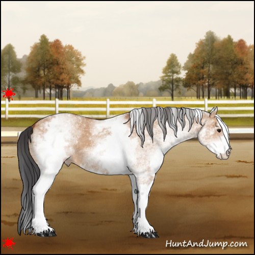 Horse Color:White Spotted Bay Dun 
