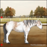 Horse Color:White Spotted Bay Dun