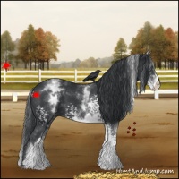 Horse Color:White Spotted Black 