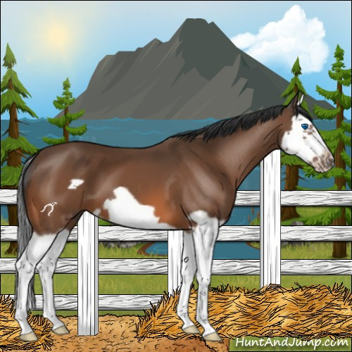 Horse Color:Bay Splash Frame 