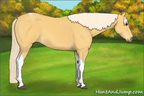Horse Color:Palomino Tobiano