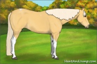 Horse Color:Palomino Tobiano 