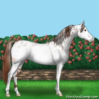 Horse Color:White Spotted Chestnut Appaloosa 
