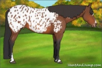 Horse Color:Bay Sabino Near Leopard