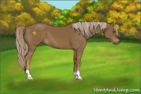 Horse Color:Chocolate Palomino 