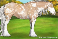 Horse Color:Silver Bay Pearl Sabino 