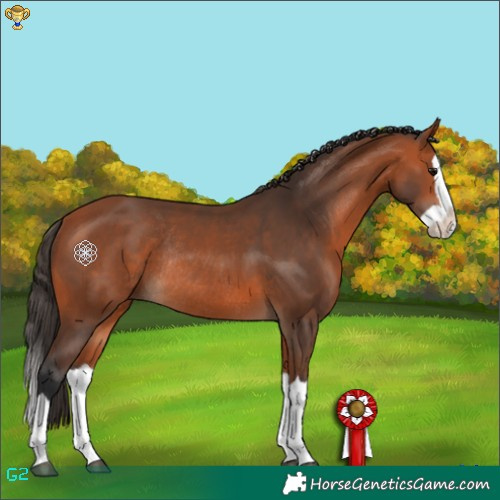 Horse Color:Bay Splash Rabicano 