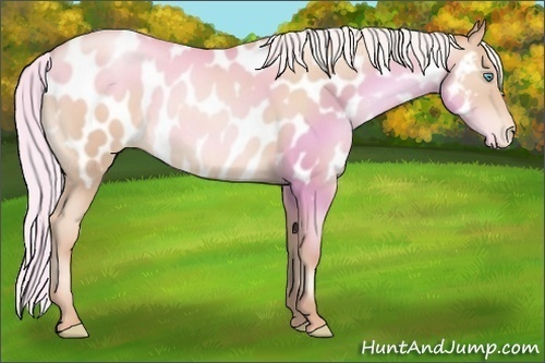 Horse Color:Silver Classic Champagne Pearl Appaloosa 