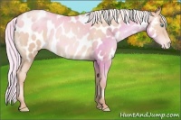 Horse Color:Silver Classic Champagne Pearl Appaloosa 