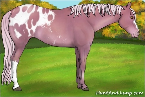 Horse Color:Silver Black Pearl Appaloosa 