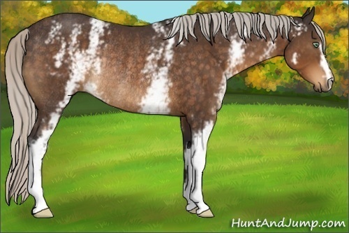 Horse Color:White Spotted Silver Buckskin Rabicano 