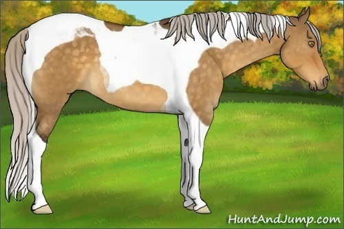 Horse Color:Silver Buckskin Dun Tobiano 