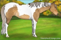 Horse Color:Silver Buckskin Dun Tobiano 