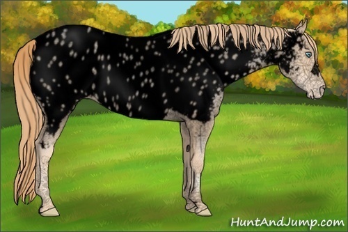 Horse Color:Void Gold Champagne Roan Pearl Near Leopard Rabicano