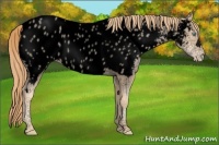 Horse Color:Void Gold Champagne Roan Pearl Near Leopard Rabicano
