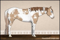 Horse Color:White Spotted Red Dun Splash Tobiano