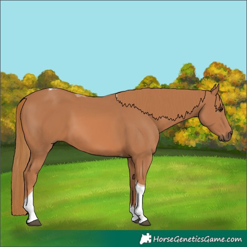 Horse Color:Chestnut Tobiano 