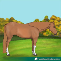 Horse Color:Chestnut Tobiano 