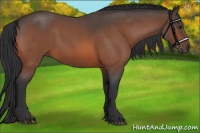 Horse Color:Brown Roan 