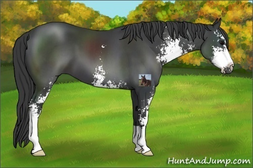 Horse Color:Black Sabino 