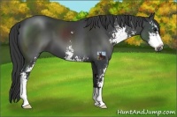 Horse Color:Black Sabino