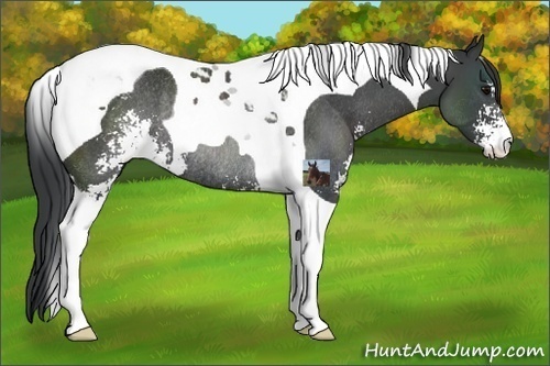 Horse Color:Black Sabino Tobiano Rabicano 