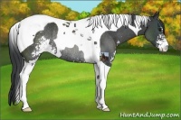 Horse Color:Black Sabino Tobiano Rabicano 