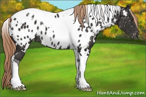 Horse Color:White Spotted Liver Chestnut Tobiano Near Leopard Rabicano 