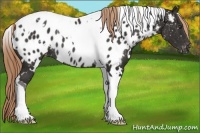 Horse Color:White Spotted Liver Chestnut Tobiano Near Leopard Rabicano 