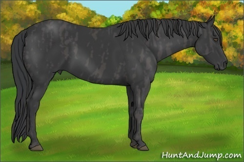 Horse Color:Black  Brindle