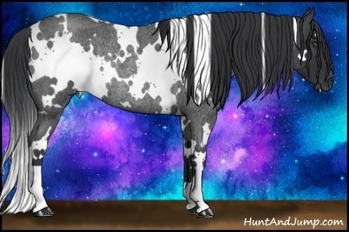 Horse Color:White Spotted Blue Roan Rabicano 