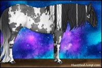 Horse Color:White Spotted Blue Roan Rabicano 