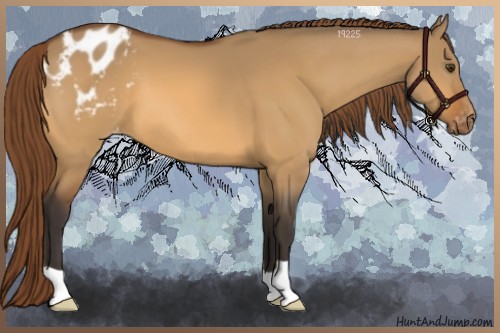 Horse Color:Buckskin Dun Blanket 
