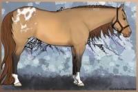Horse Color:Buckskin Dun Appaloosa