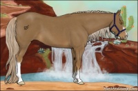 Horse Color:Chocolate Palomino Roan