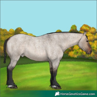 Horse Color:Brown Roan Dun 