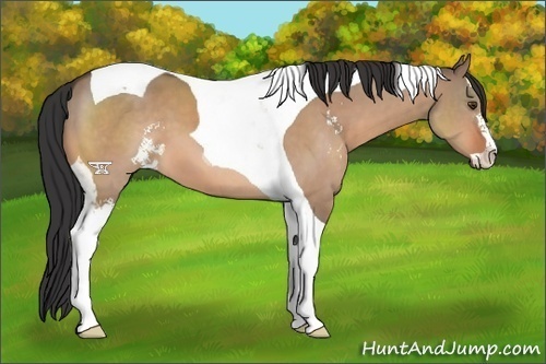 Horse Color:Brown Dun Sabino Tobiano 