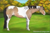 Horse Color:Brown Dun Sabino Tobiano 