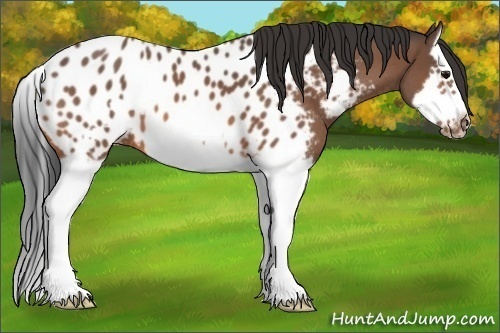 Horse Color:Bay Roan Splash Frame Appaloosa 