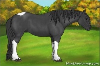Horse Color:Blue Roan Tobiano 